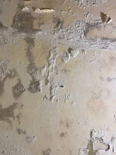Trusted Molalla, OR Mold Remediation Experts