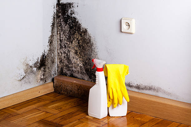 Best Emergency Mold Remediation in Molalla, OR